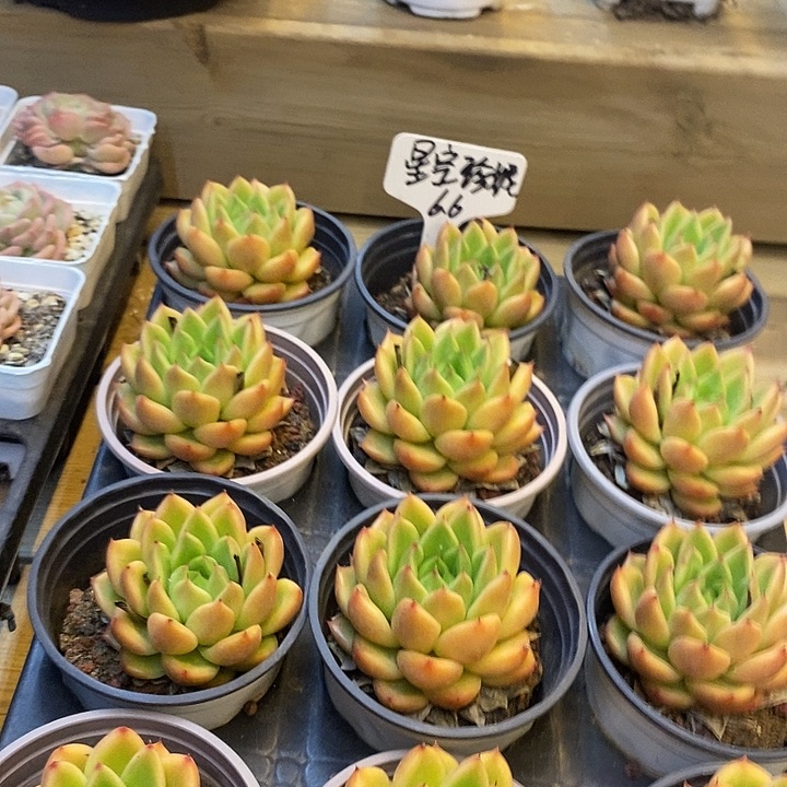 星空珍妮福利多多