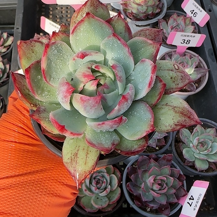 小***姐31 惊鸿仙子多肉植物6-9cm