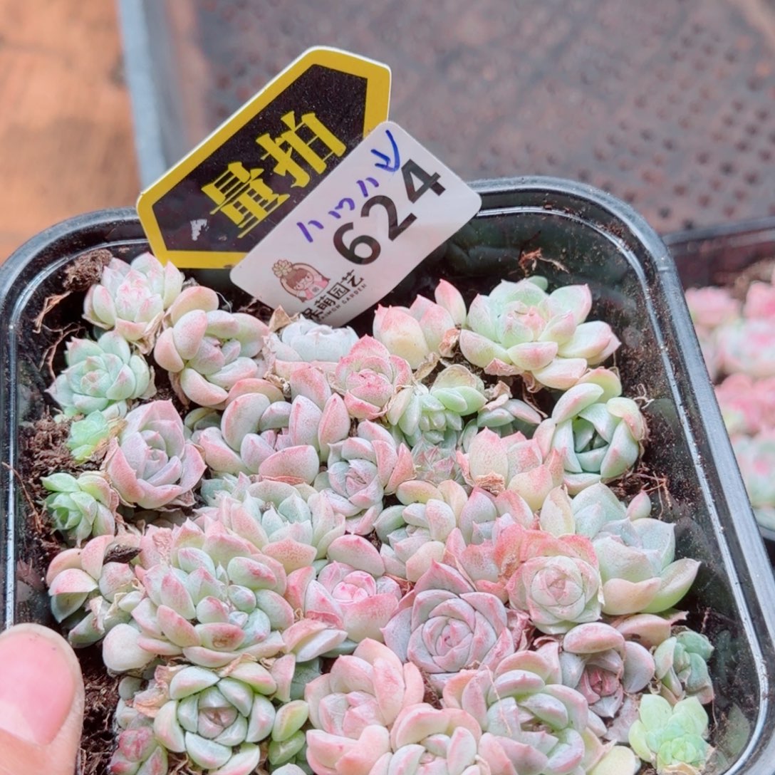 多肉植物多肉植物