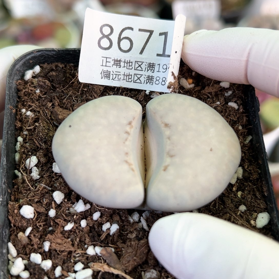 好养易活生石花大母本8671大4.5cm