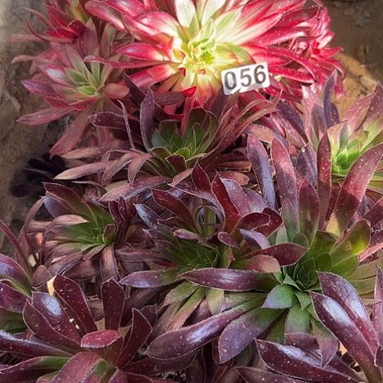 名****)多肉植物两个