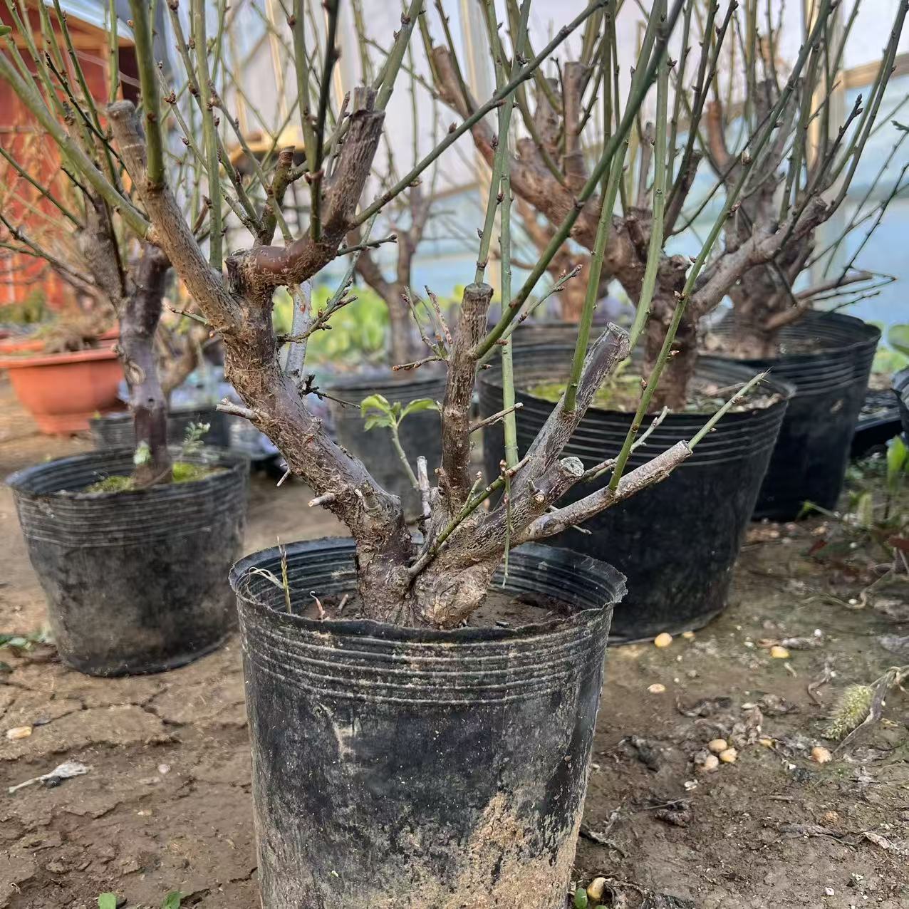 红梅花盆栽带花苞四季开花红梅老桩阳台庭院花卉绿植物好养盆景牙