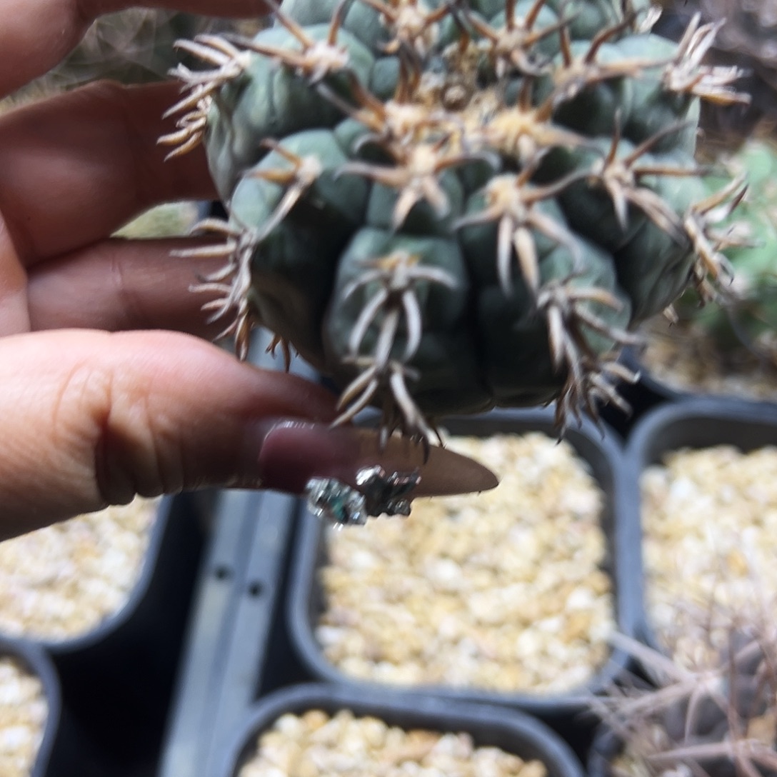 猫爪有根仙人球666666666