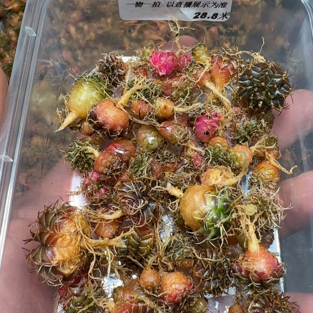 米哈实生自然锦练手球191