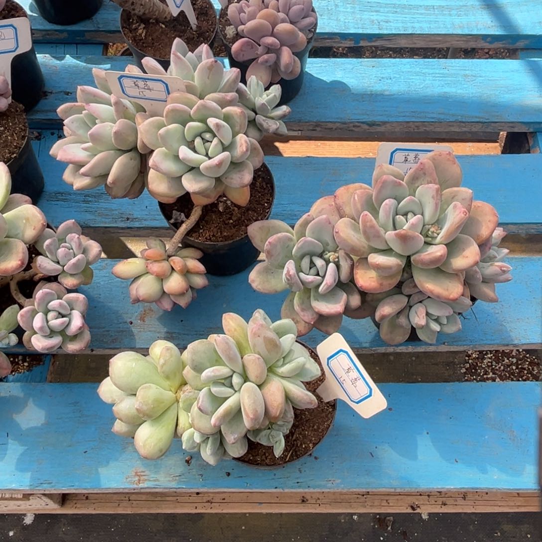 小雨多肉草莓四颗