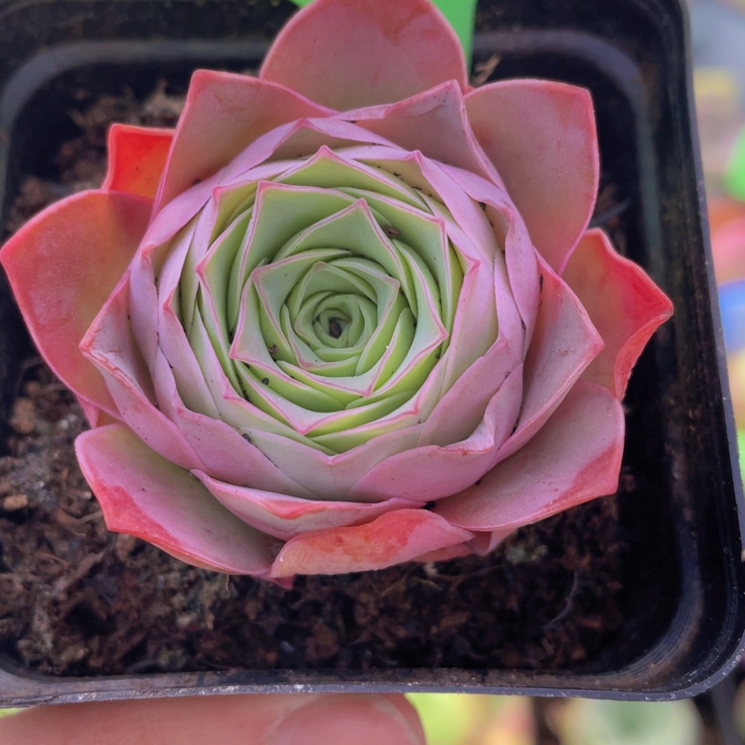 金扶摇玫瑰J104一物一拍