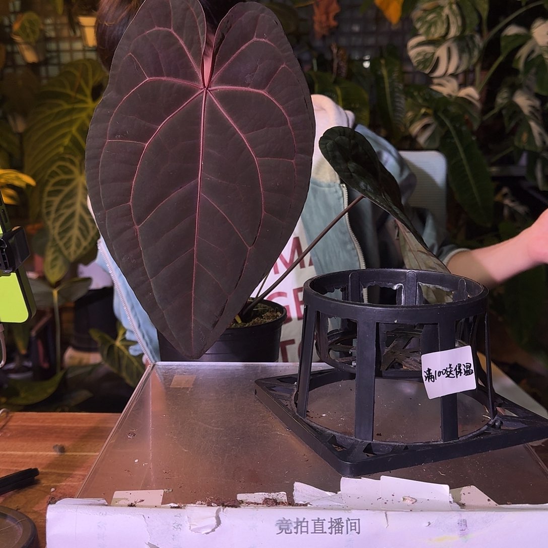 早***好不开花植物H239贝斯杂红鸡