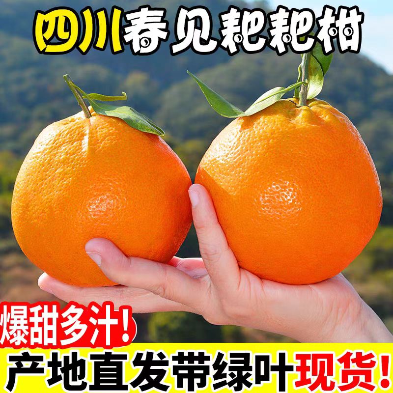 TY四川春见耙耙柑3斤/4.5斤/8斤