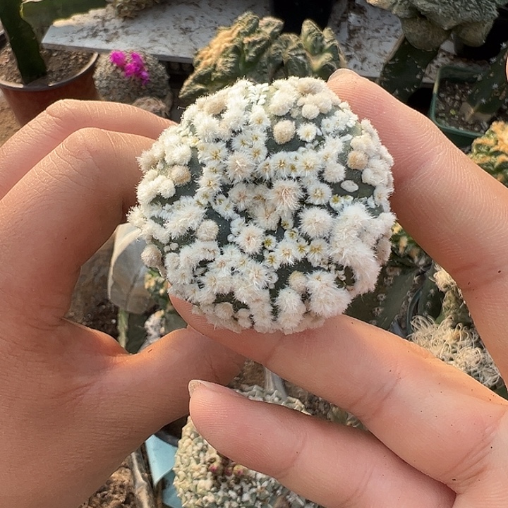 苗接花园兜仙人球839