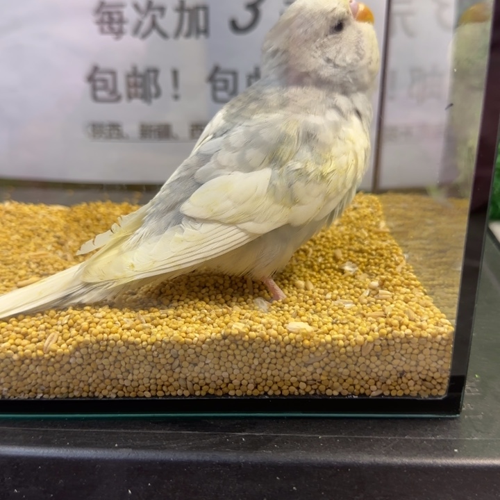 虎皮鹦鹉大头虎皮鹦鹉