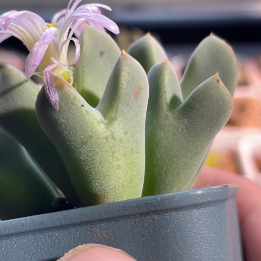 猪蹄杂植物一物一拍