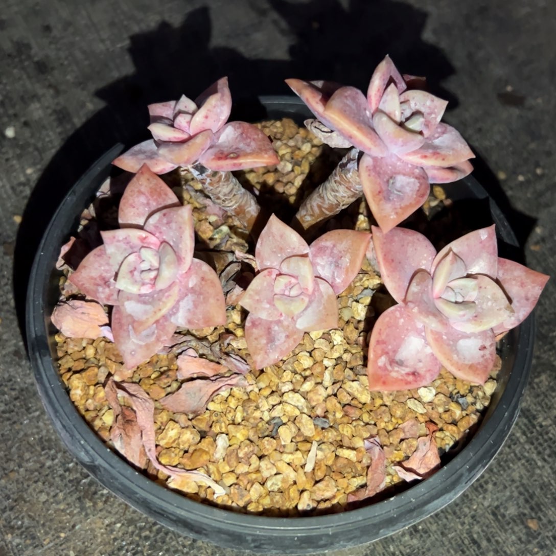 徐鹤19.9零零多肉植物