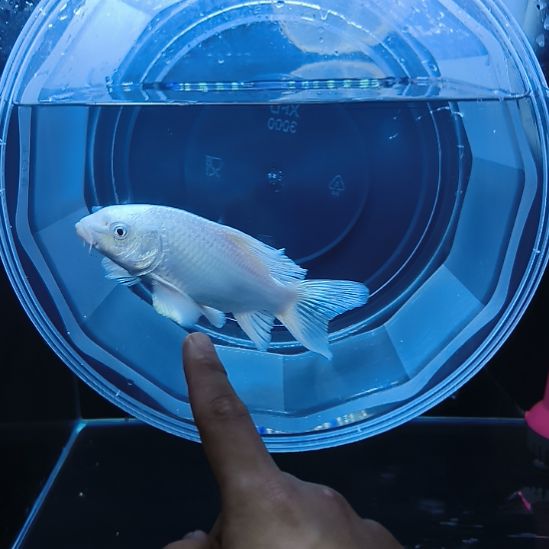 蝴蝶鲤鱼圆头顺背蝴蝶鲤满鳍有张力