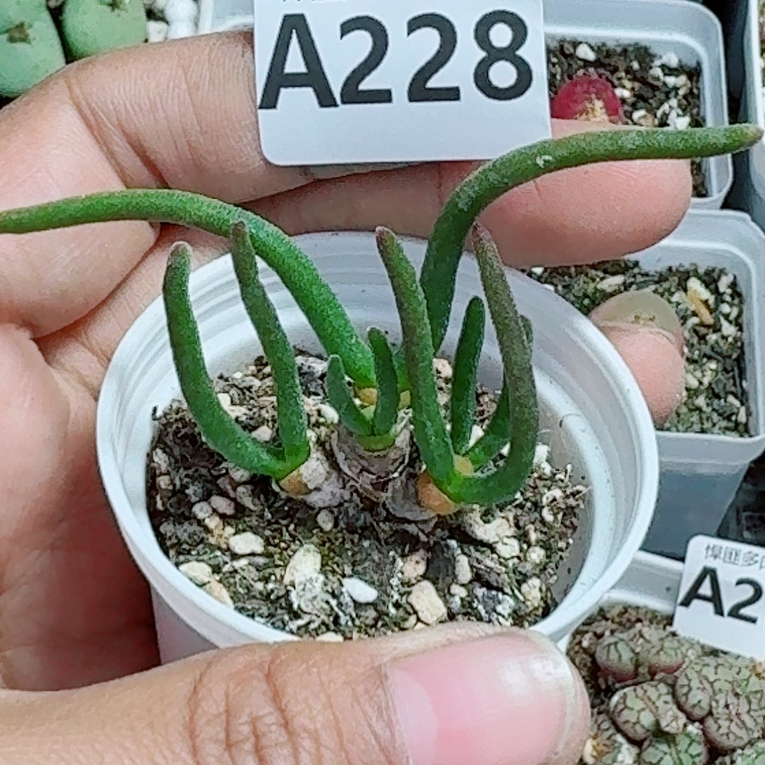 228多肉植物多肉植物