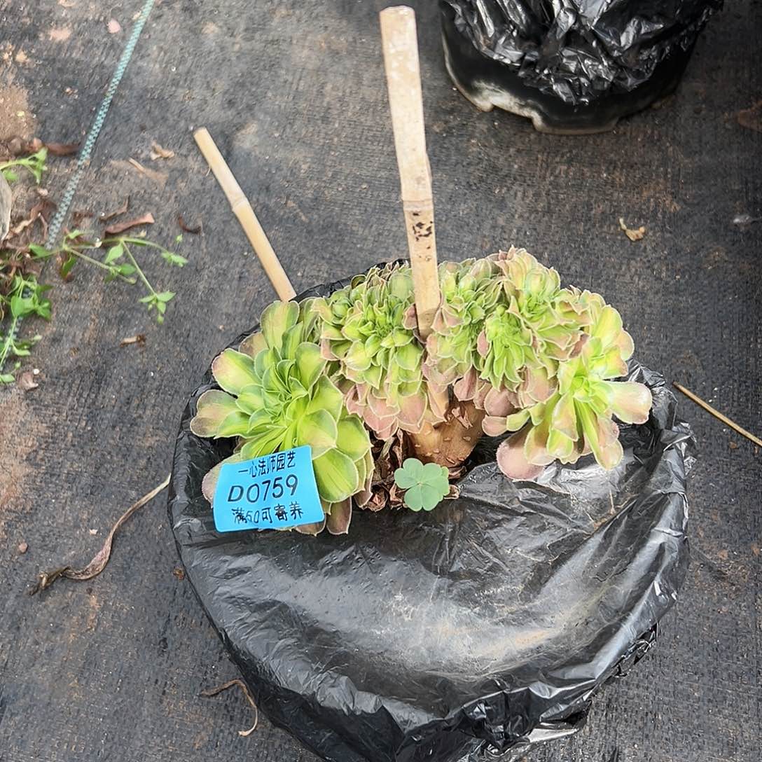 759多肉植物、韶华缀化