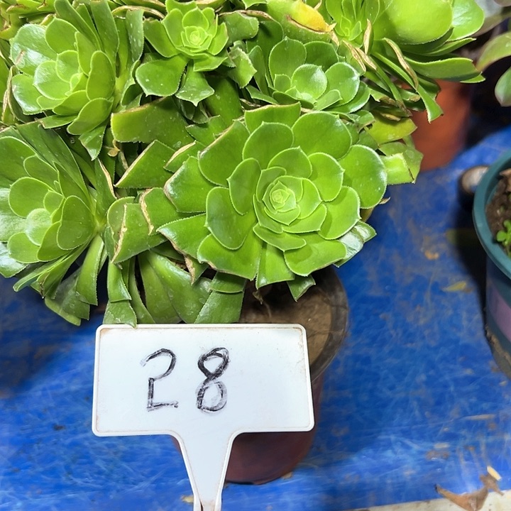 多肉植物绿羊绒法师