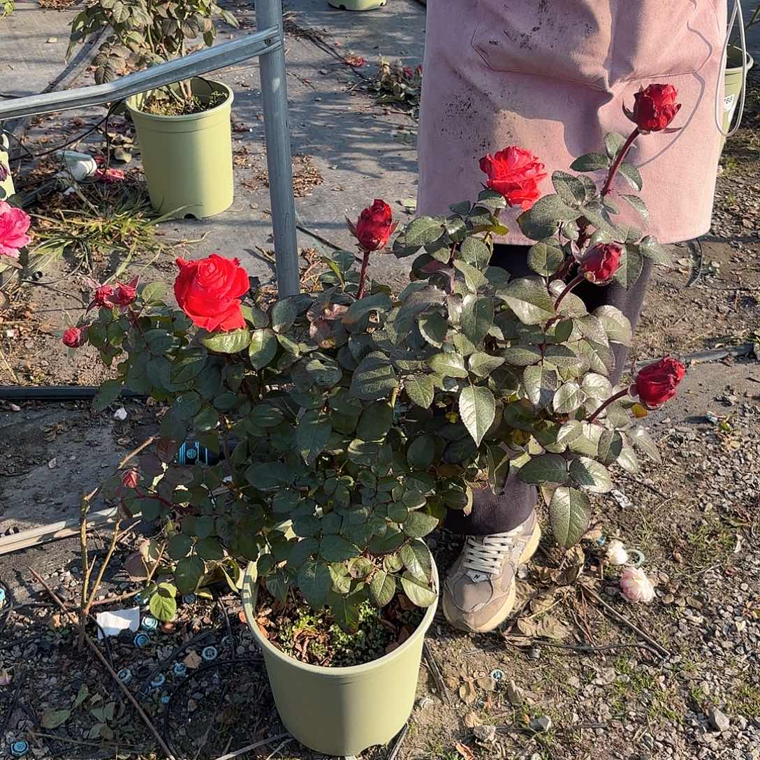 用***7修行者3加仑根接苗子