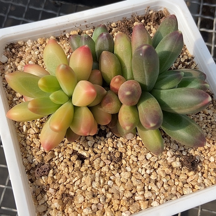 千代田彩锦多肉植物