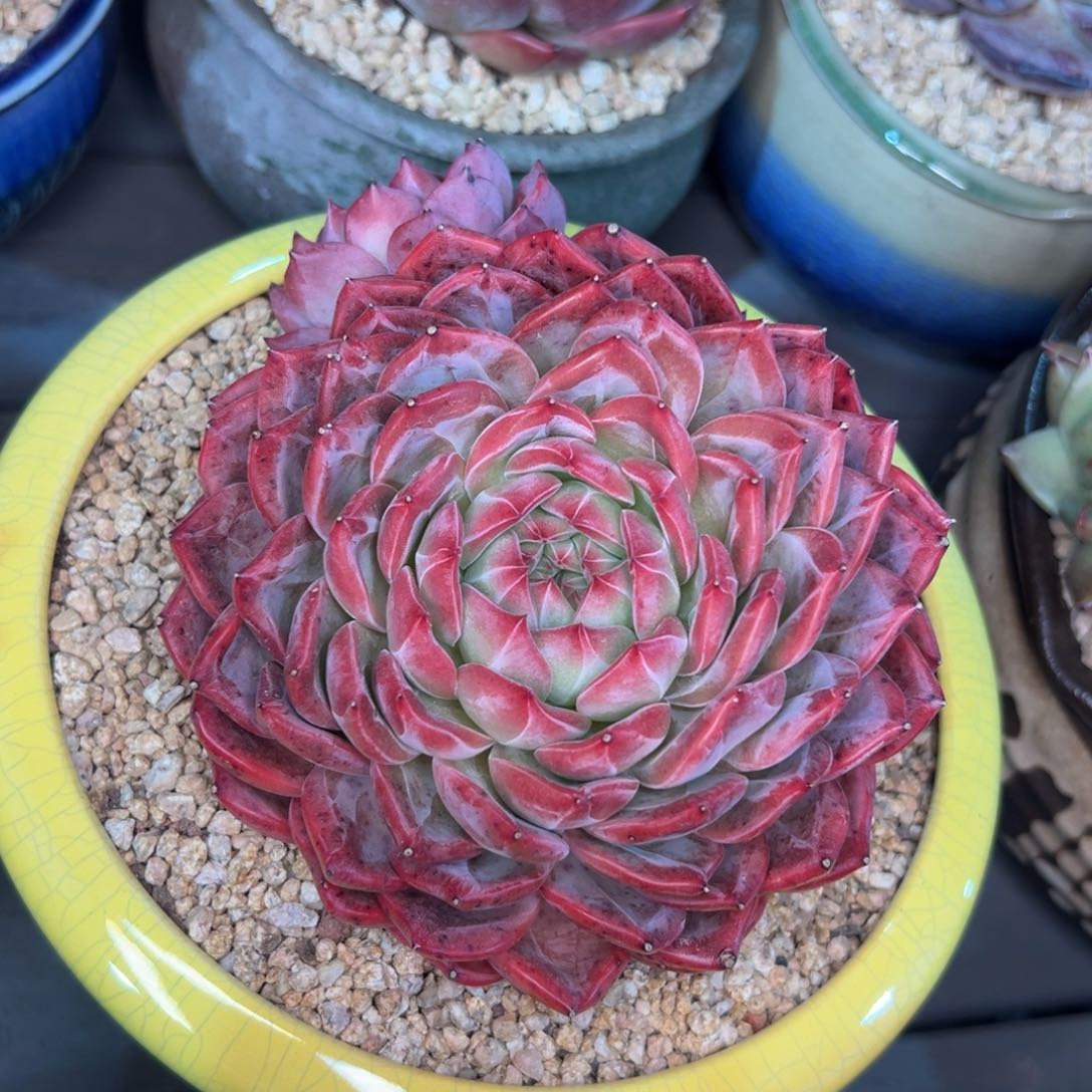 多肉一物一拍0214-红鸾