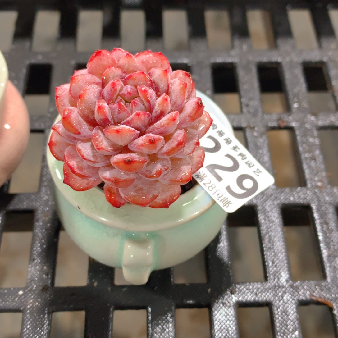 肉萌萌拇指盆精控多肉ZK229