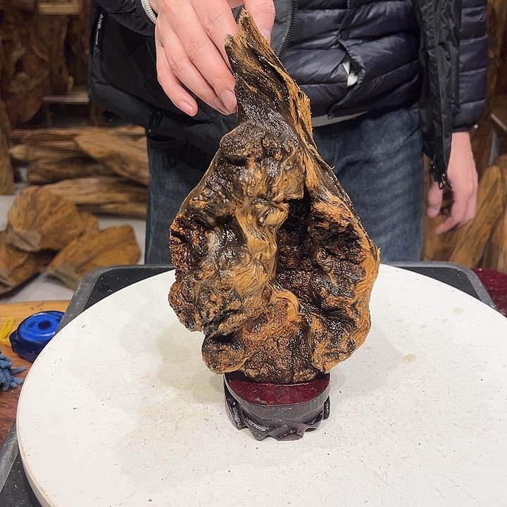 松木（琥珀木）午**鹉