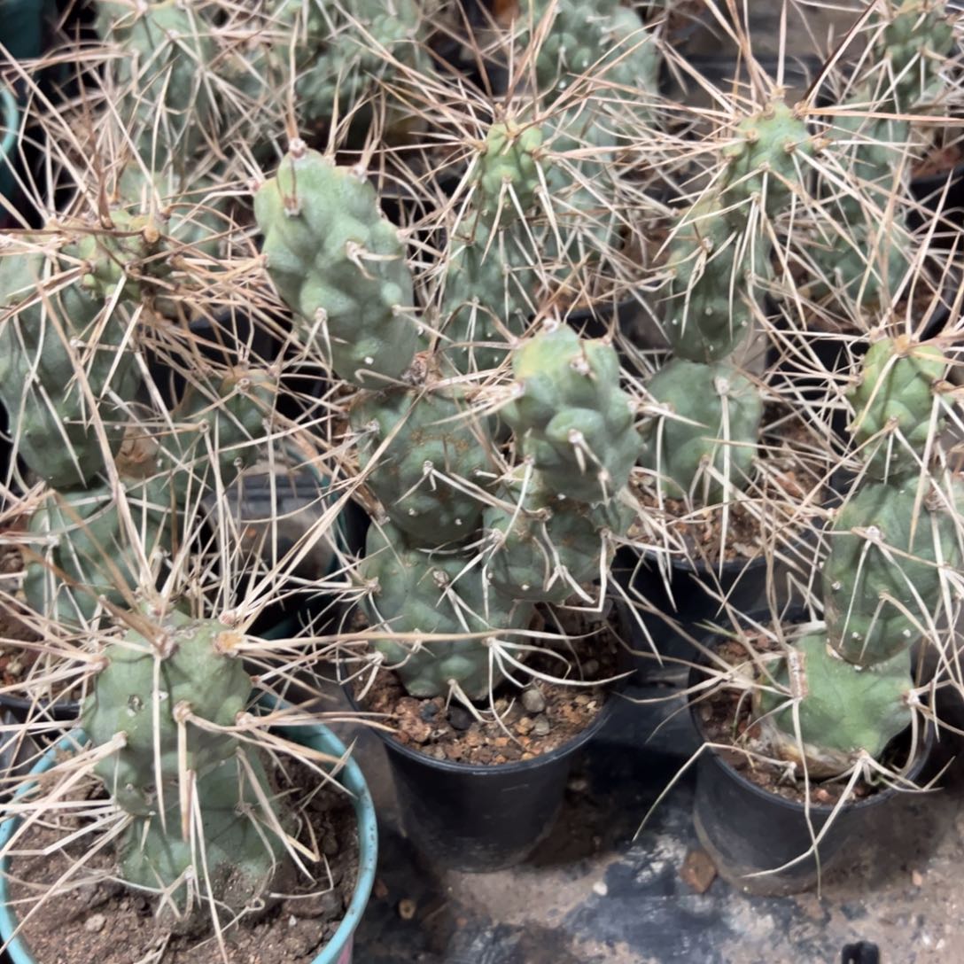 枪枪兵团扇随机一颗