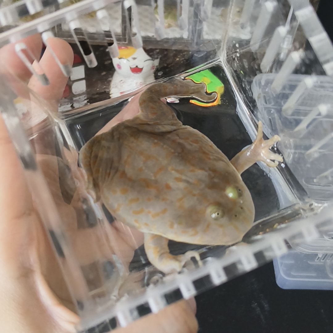 小丑蛙7厘米小丑蛙专拍链接