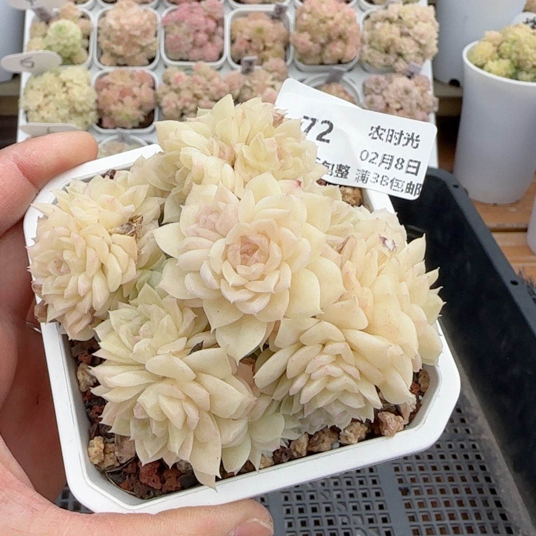 一***哦【闪购商品】0208-72（fm-71-2）