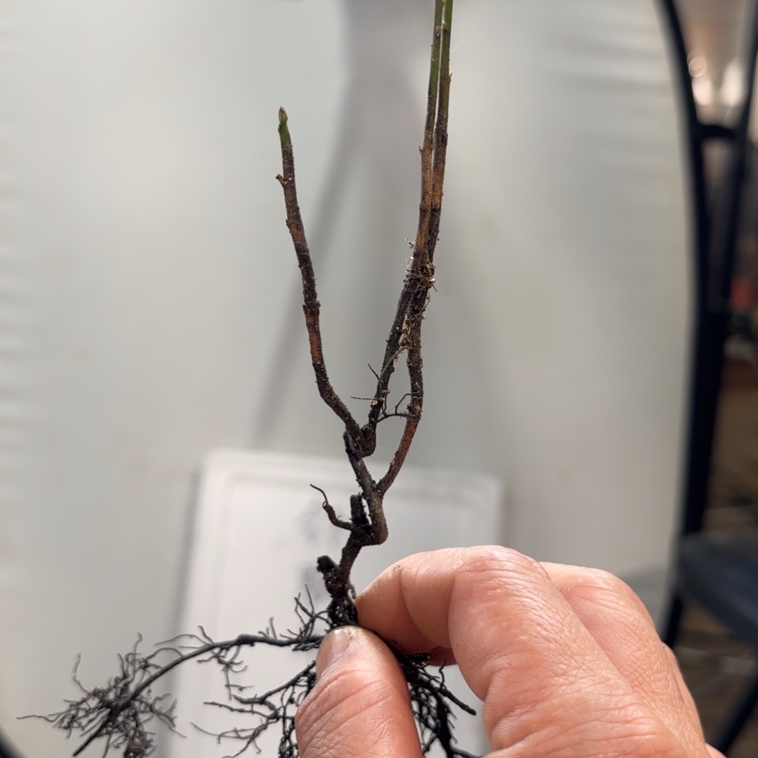 雷***铃瓢单哈哈哈哈哈