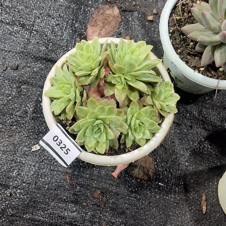 鑫伟多肉冰片锦0325