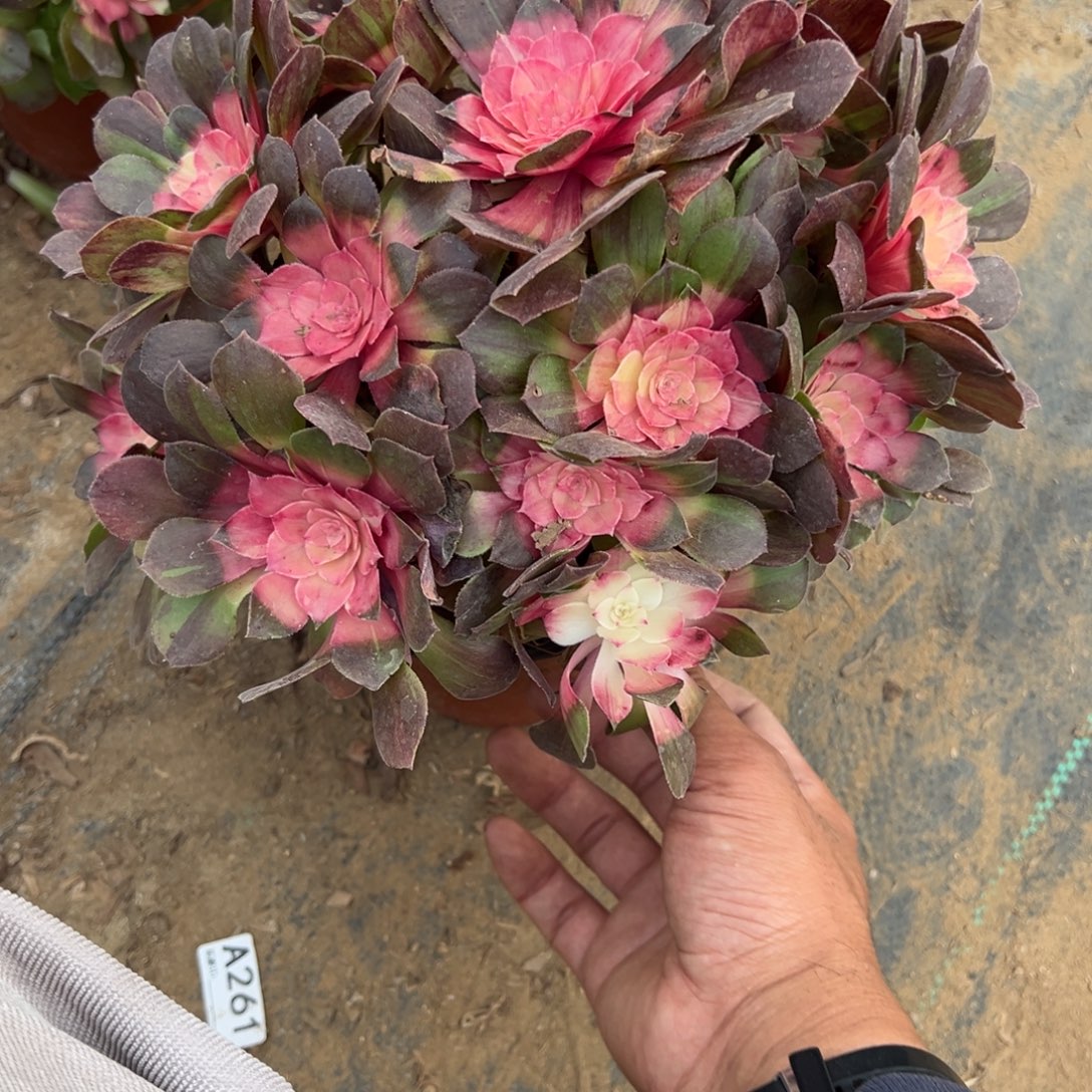 515红太阳多肉植物法师多肉