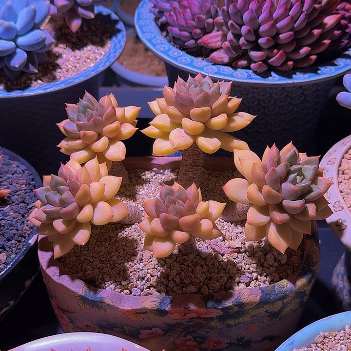 红象牙 5头 一物一拍