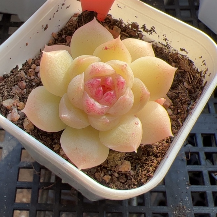 向***月向月专拍链接啊阿啊阿601