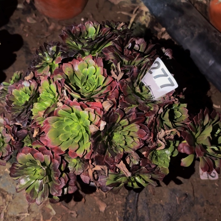 277莫兰迪多头植物不售后