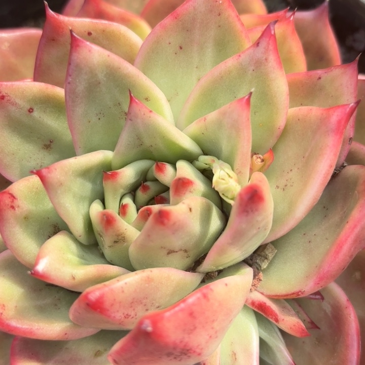 菩萨玛利亚         带小崽