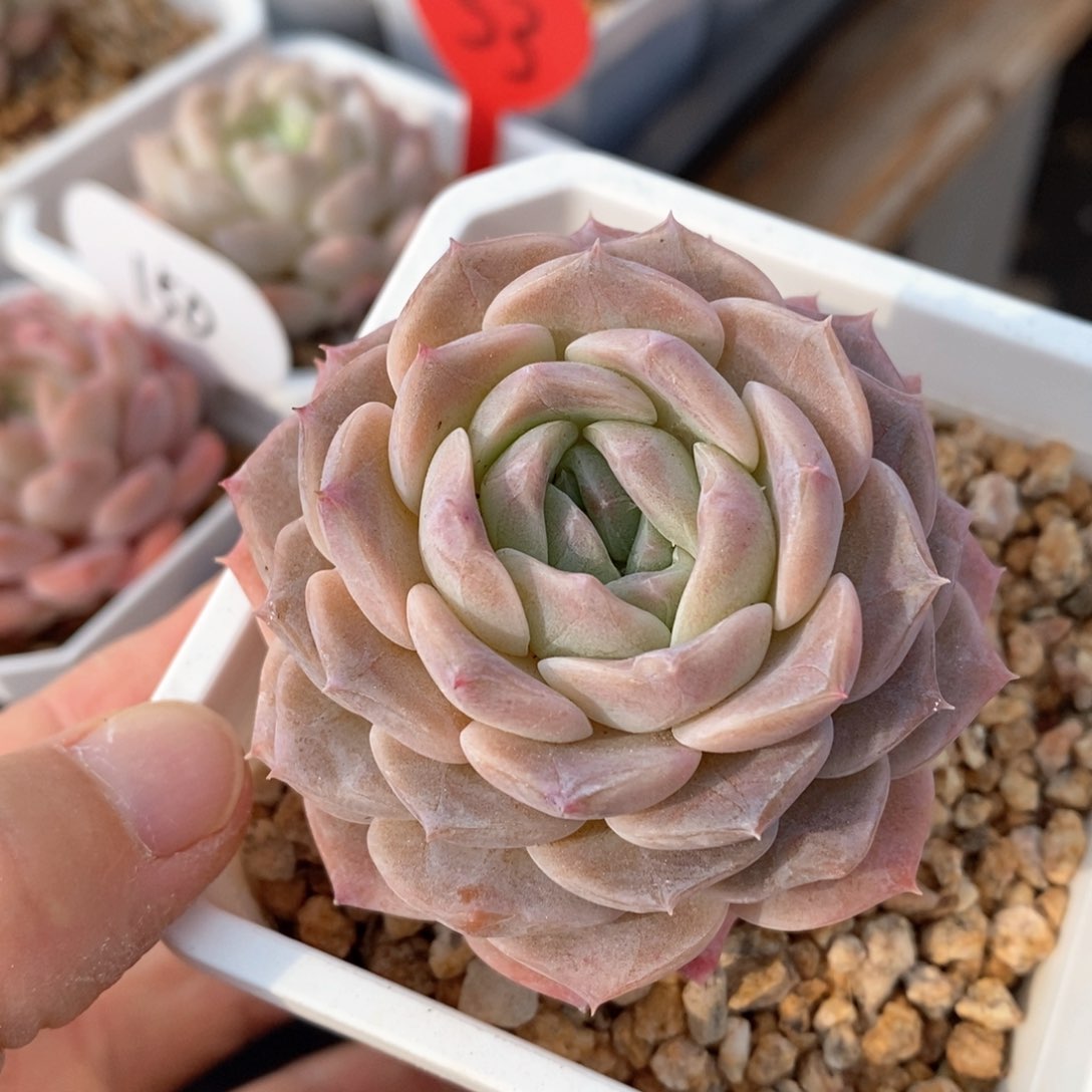 精品多肉一物一拍不包整147