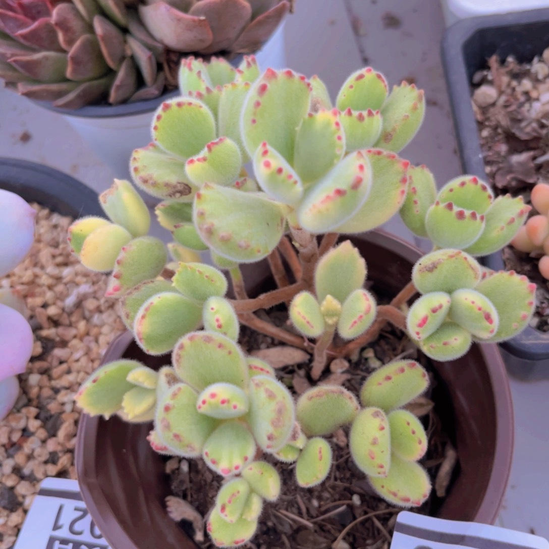 白熊30165多肉植物