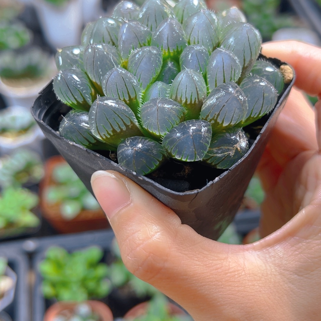 我***去2071多肉植物一颗多肉