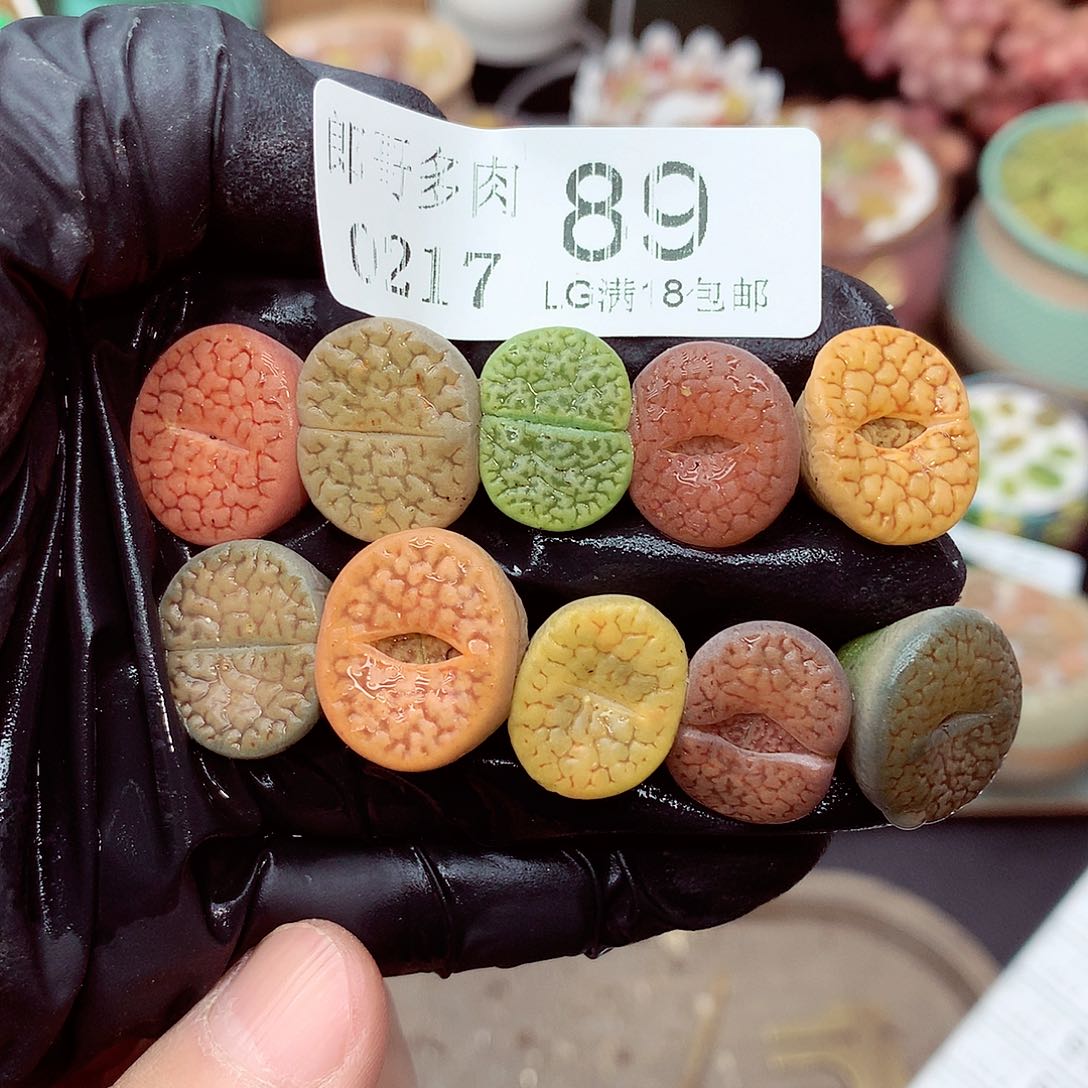 郎哥多肉生石花，17-89