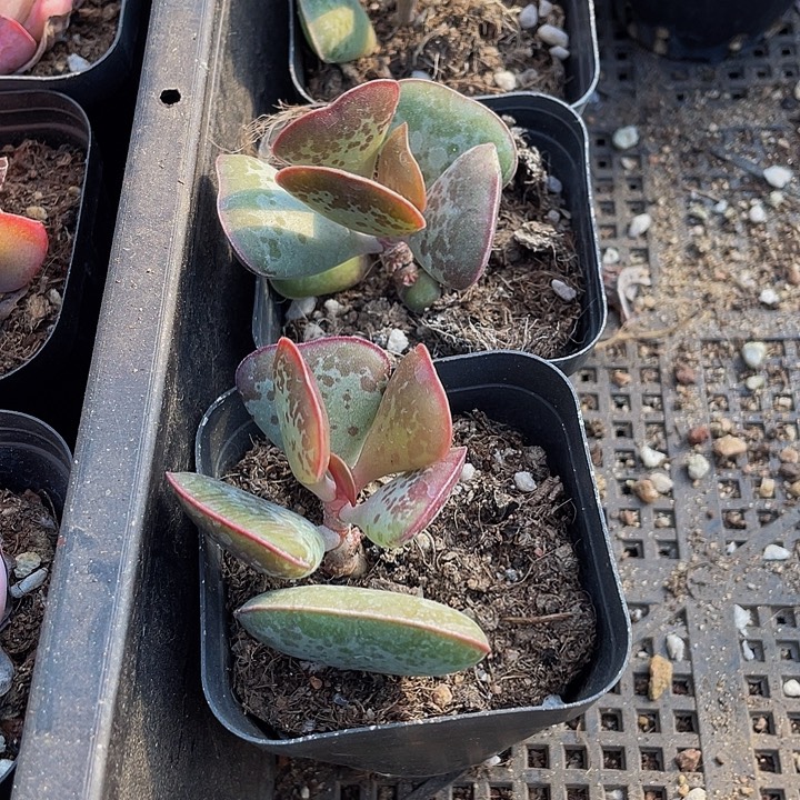 爱心水泡带盆土发