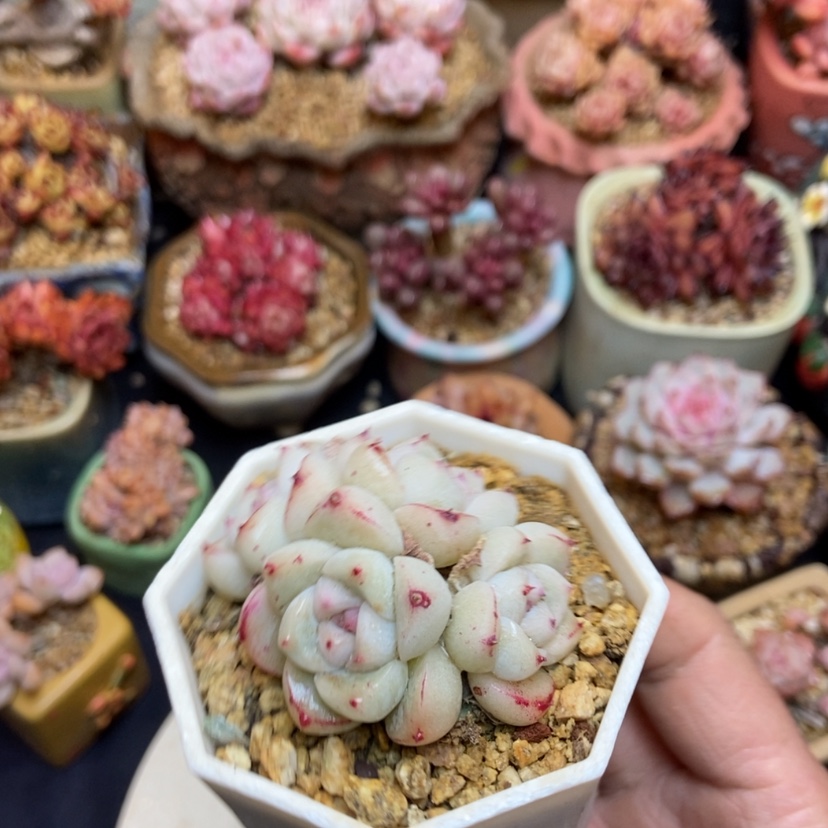 【闪购商品】如梦令