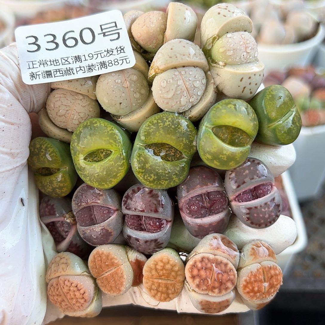 好养易活生石花大母本3360共20颗