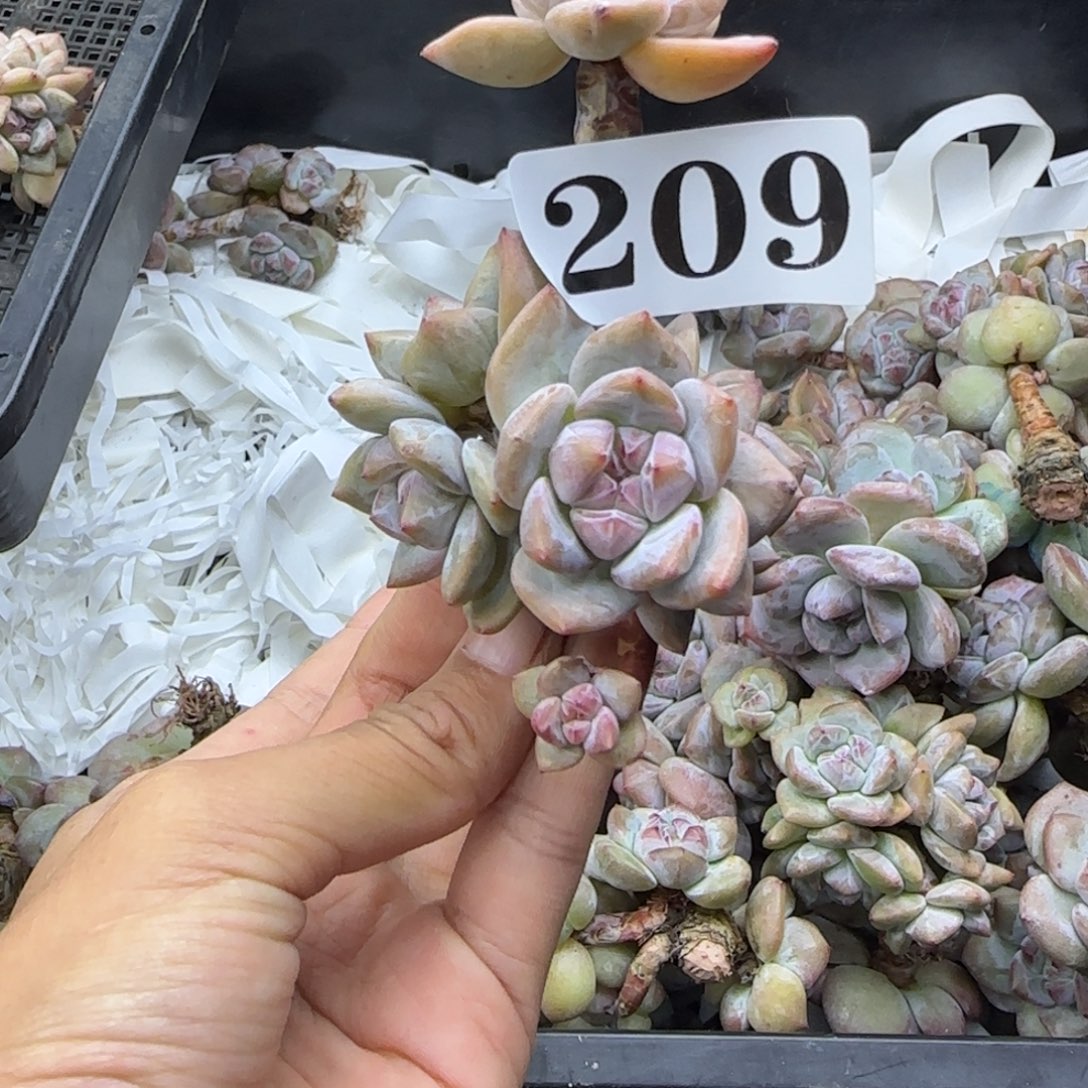 星影6头无根一物一拍209