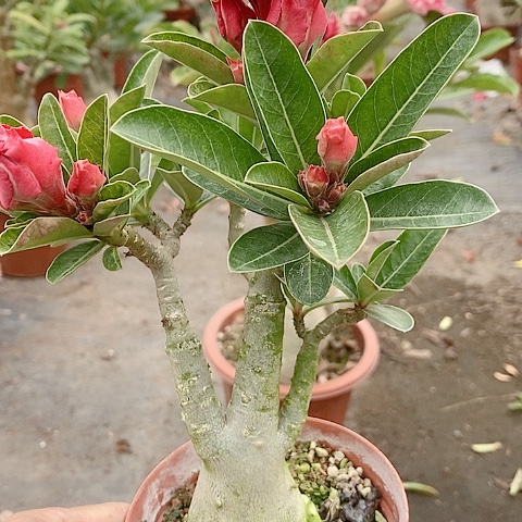 【闪购商品】无花朵王*闹