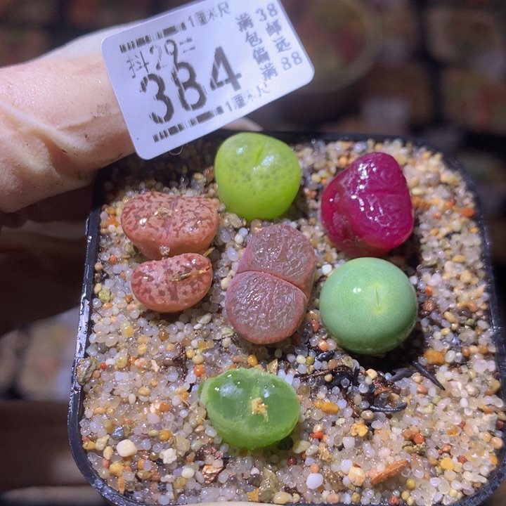 精品生生花29.384