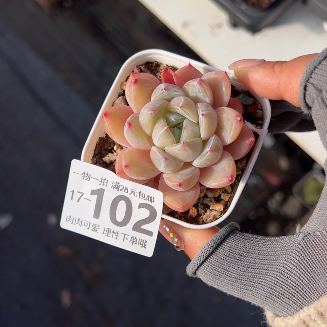 璇玑多肉多肉多肉多肉