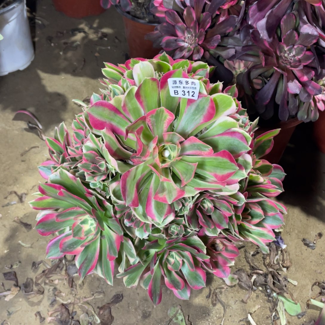 312青苹果多肉法师断枝不包