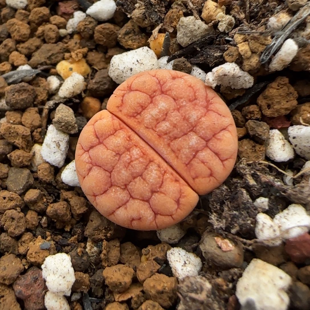 2.15。 c262变异。 8001