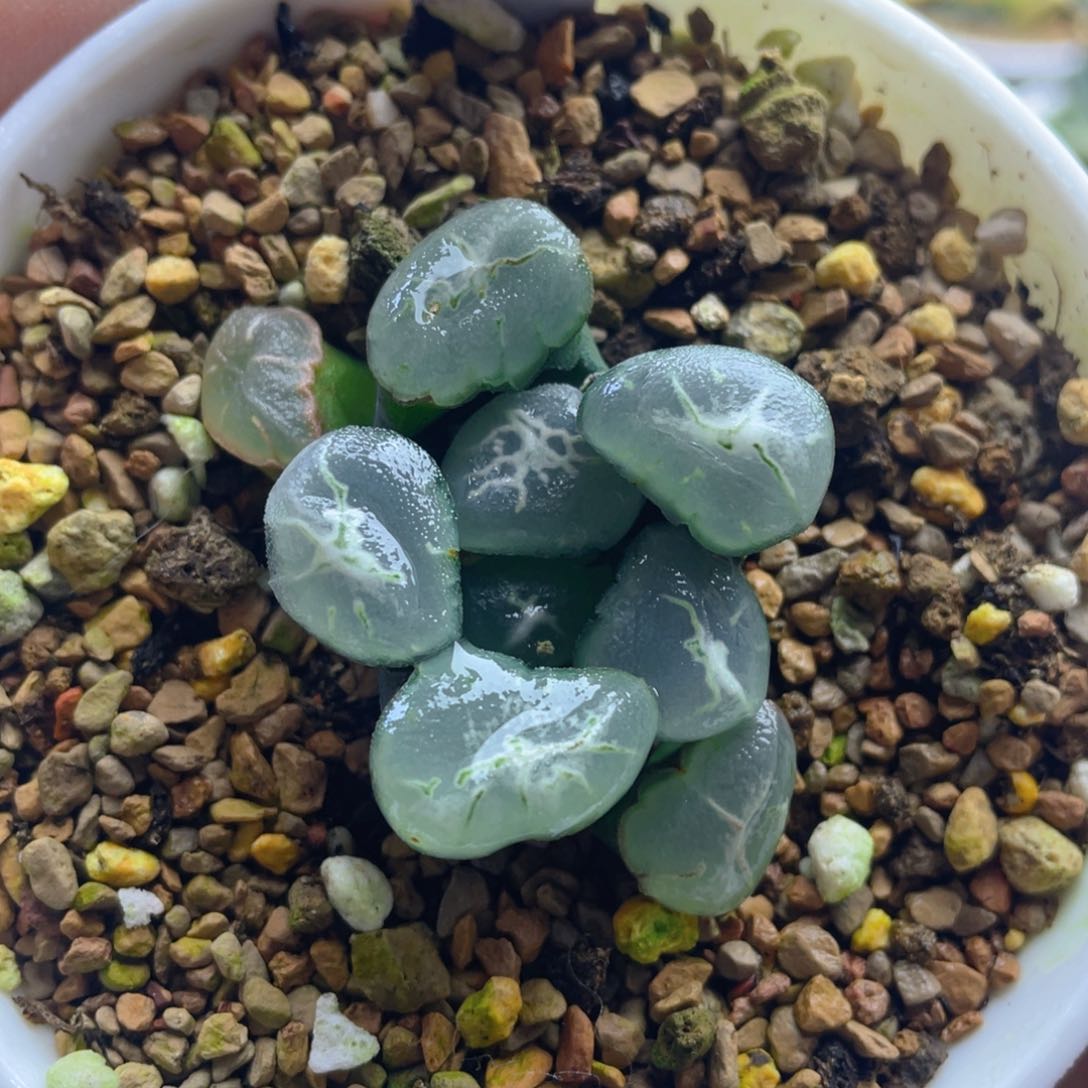 3.十二卷多肉艾格尔万象。    