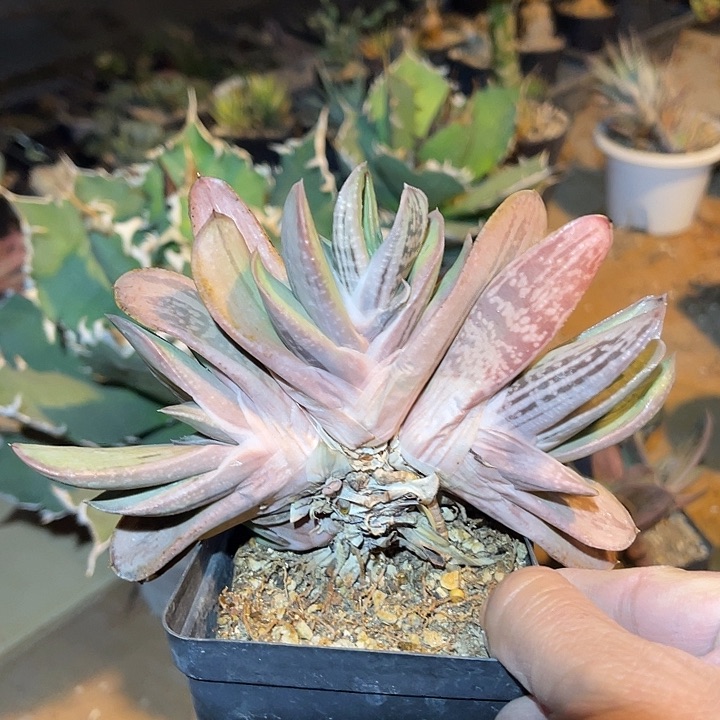 满38包邮2天凑单，脱土晾根发货多肉植物